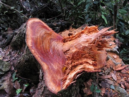 Stump of a Nghien tree that was chopped down in the Ba Be National Park (Photo: Tien Phong) Stump of a Nghien tree that was chopped down in the Ba Be National Park (Photo: Tien Phong)